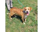 Adopt Stan a English Pointer, Boxer