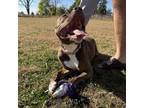 Adopt Hercules (24-097 D) a Mixed Breed
