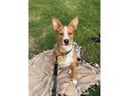 Adopt Louie (Courtesy post) a Basenji, Carolina Dog