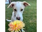 Adopt Peanut a Yellow Labrador Retriever