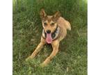 Adopt Flip Flop a Catahoula Leopard Dog