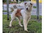Adopt Odie a Australian Shepherd
