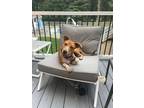 Adopt Lloyd a Australian Cattle Dog / Blue Heeler, Hound