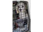 Adopt Gerald a Poodle