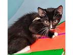 Adopt Frappucino a Domestic Medium Hair