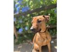 Adopt Archie a Doberman Pinscher