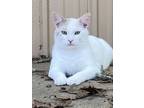 Adopt Petrie a Domestic Short Hair
