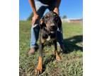 Adopt Hector a Labrador Retriever, Mixed Breed