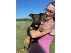 Adopt Lawson a Mixed Breed, Labrador Retriever