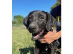 Adopt Huxley a Labrador Retriever