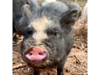 Adopt Presley a Pig