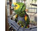Adopt Louie a Amazon