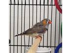Adopt A320641 a Finch