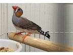Adopt A320182 a Finch