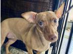 Adopt BETTY a Dachshund, Mixed Breed