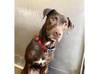 Adopt PATSY CLINE a Labrador Retriever