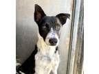 Adopt LAURA a Border Collie, Mixed Breed