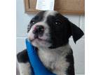 Adopt RESCUE OR FOSTER NEEDED a Australian Cattle Dog / Blue Heeler