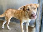 Adopt DOLLY PAWTON a Labrador Retriever, Pit Bull Terrier