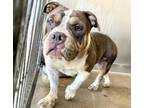 Adopt PEACH a Pit Bull Terrier, Mixed Breed