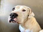 Adopt QIANA a Great Dane