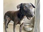 Adopt KELLIE P a Labrador Retriever, Mixed Breed