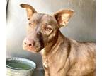 Adopt MARJORIE a Pit Bull Terrier, Mixed Breed