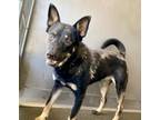 Adopt SADDY a Australian Cattle Dog / Blue Heeler