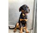 Adopt JILL a Rottweiler