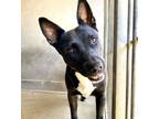 Adopt MAGGIE a Staffordshire Bull Terrier