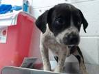 Adopt IN FOSTER a Australian Cattle Dog / Blue Heeler