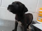 Adopt RESCUE OR FOSTER NEEDED a Australian Cattle Dog / Blue Heeler