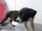 Adopt RESCUE OR FOSTER NEEDED a Australian Cattle Dog / Blue Heeler