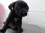 Adopt IN FOSTER a Australian Cattle Dog / Blue Heeler