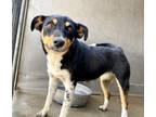 Adopt WILMA a Australian Cattle Dog / Blue Heeler, Mixed Breed