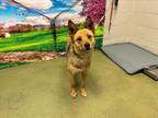 Adopt A535954 a Australian Cattle Dog / Blue Heeler, Mixed Breed