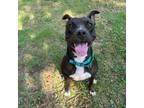 Adopt June a Pit Bull Terrier