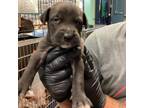 Adopt Gretchen a Pit Bull Terrier