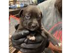 Adopt Regina a Pit Bull Terrier