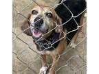 Adopt Billy Jean a Beagle