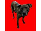 Adopt Clarice a Shepherd, Mastiff