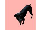 Adopt Pigeon a Pointer