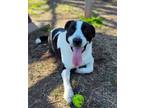 Adopt Jade a Saint Bernard, Labrador Retriever