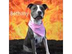 Adopt Bethany a Pit Bull Terrier
