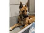 Adopt NEBULA a German Shepherd Dog, Australian Cattle Dog / Blue Heeler