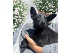Adopt MACI a German Shepherd Dog