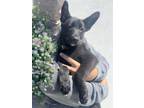 Adopt WILLOW a German Shepherd Dog