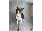 Adopt LUCKY a Pit Bull Terrier