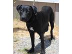 Adopt Gigi a Labrador Retriever, Mixed Breed