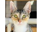 Adopt Sheila a Domestic Short Hair